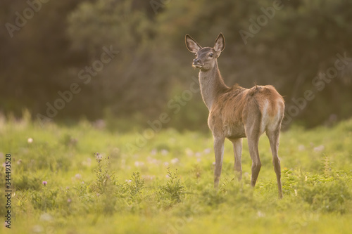 Red deer,cervus elaphus, being disturbed while grazing on the forest clearing. Solitary adult hind smelling and listening. Annoyed wild animal on the meadow. Forest herbivore creature being attentive.