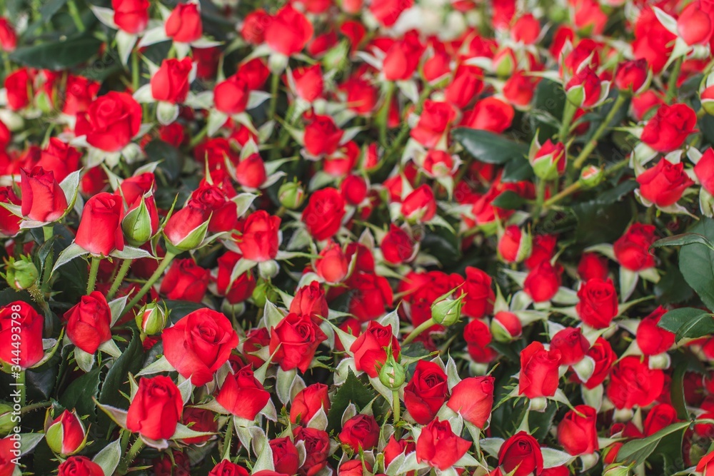 Hot red rose on flowerbed background