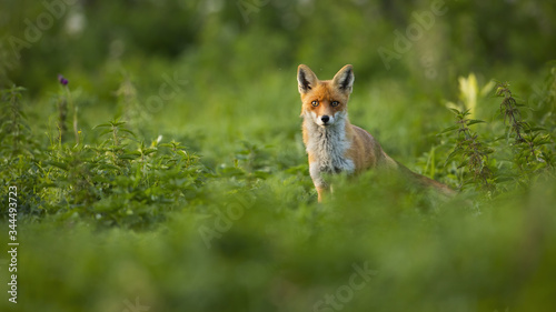 Attentive red fox, vulpes vulpes, listening and string into camera. Interested fox looking from behind the high nettle field. Attentive predator hunting on the meadow. Wild animal standing alone.