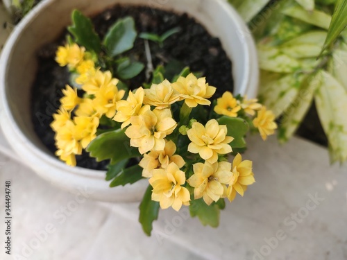 Garden flowering plant - Kalanchoe. Family - Crassulaceae. Flower color - Yellow. Kalanchoe was one of the first plants to be sent into space.