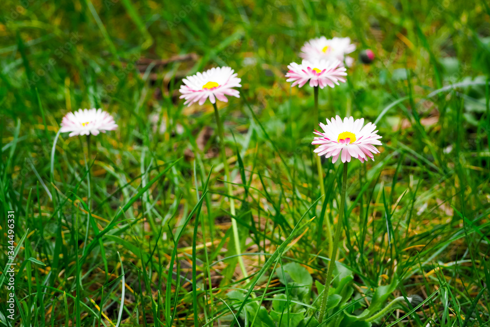 Daisy perennial white with pink color grows in the green grass in the Park Daisy perennial white with pink color grows in the green grass in the Park