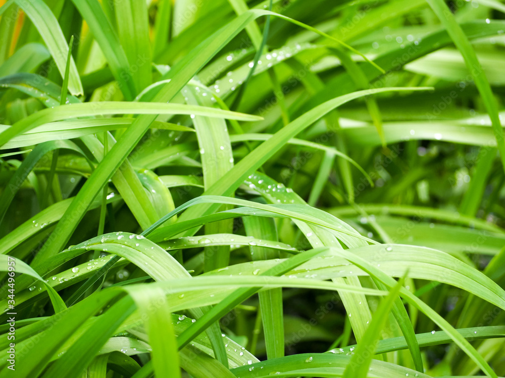 green grass after rain with water drops . spring grass texture green grass after rain with water drops . spring grass texture