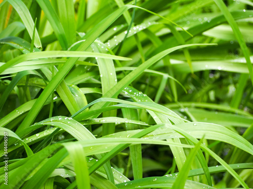 green grass after rain with water drops . spring grass texture