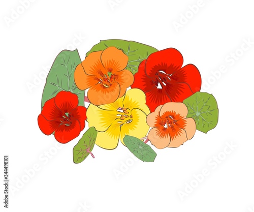 Fototapeta Naklejka Na Ścianę i Meble -  
Edible flowers. Purchase plan. Color image of flowers and leaves on a white background. Design element. Vector illustration.
