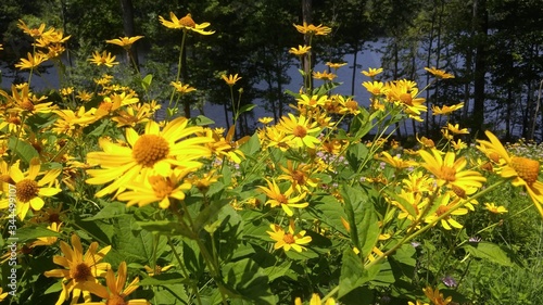 Field of wild yellow (golden) cutleaf coneflowers (Rudbeckia) in spring, with a lake and trees in background