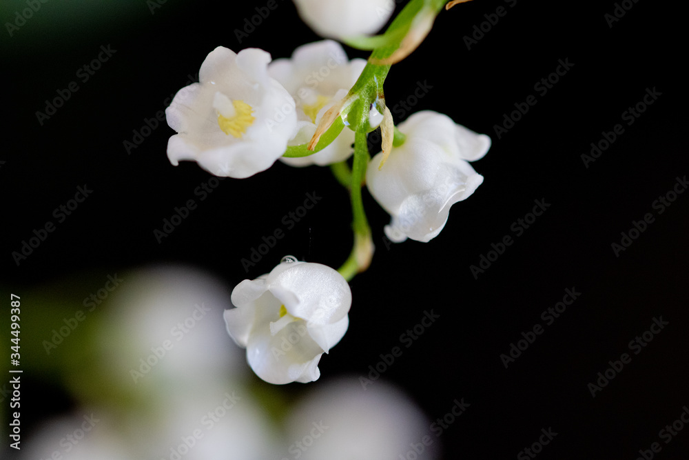 Obraz premium muguet