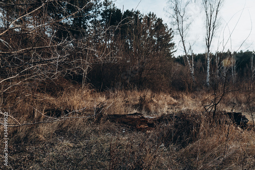 tree in the forest