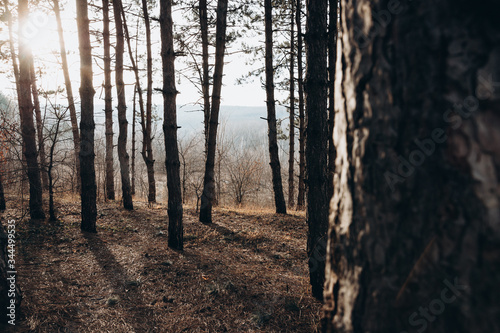 forest in the morning