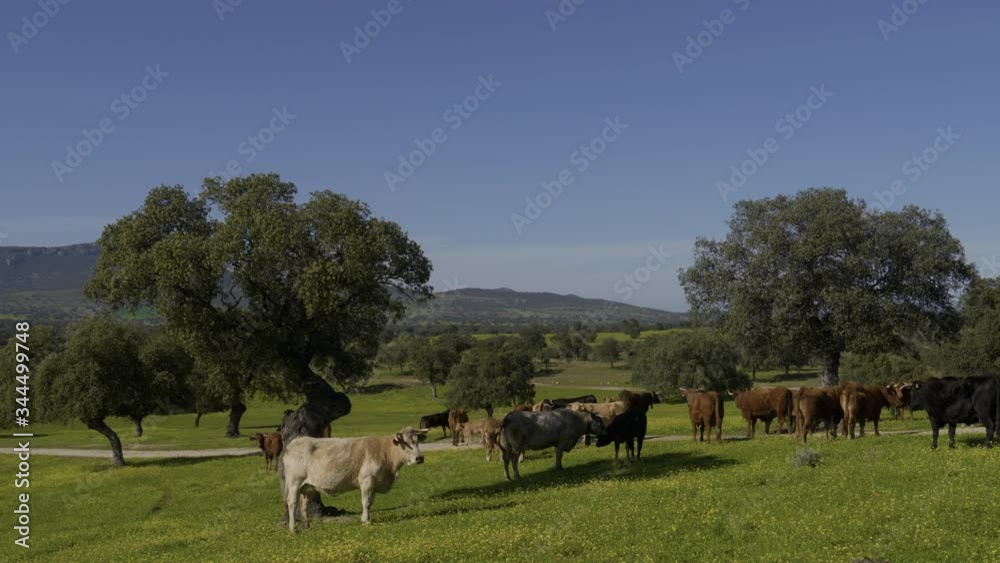 Retinta breed calves grazing in the spring of the Pedroches Valley. Limousin. Angus Retinta breed calves grazing in the spring of the Pedroches Valley. Limousin. Angus
