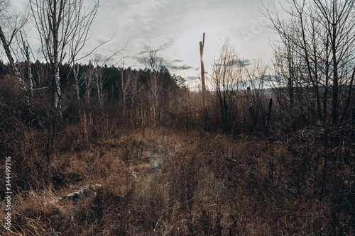 forest at dawn