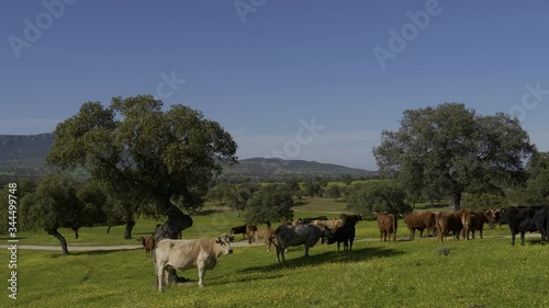 Retinta breed calves grazing in the spring of the Pedroches Valley. Limousin. Angus photo