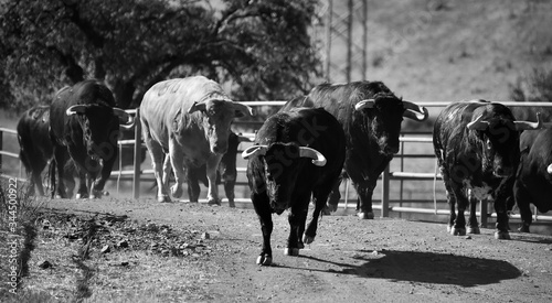 un grupo de toros corriendo en una ganaderia