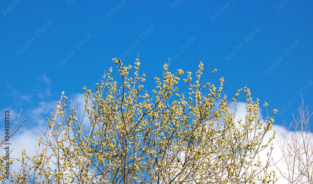 Amazing flowering pussy willow branches close up. Blooming willow and blue sky on background. Easter time