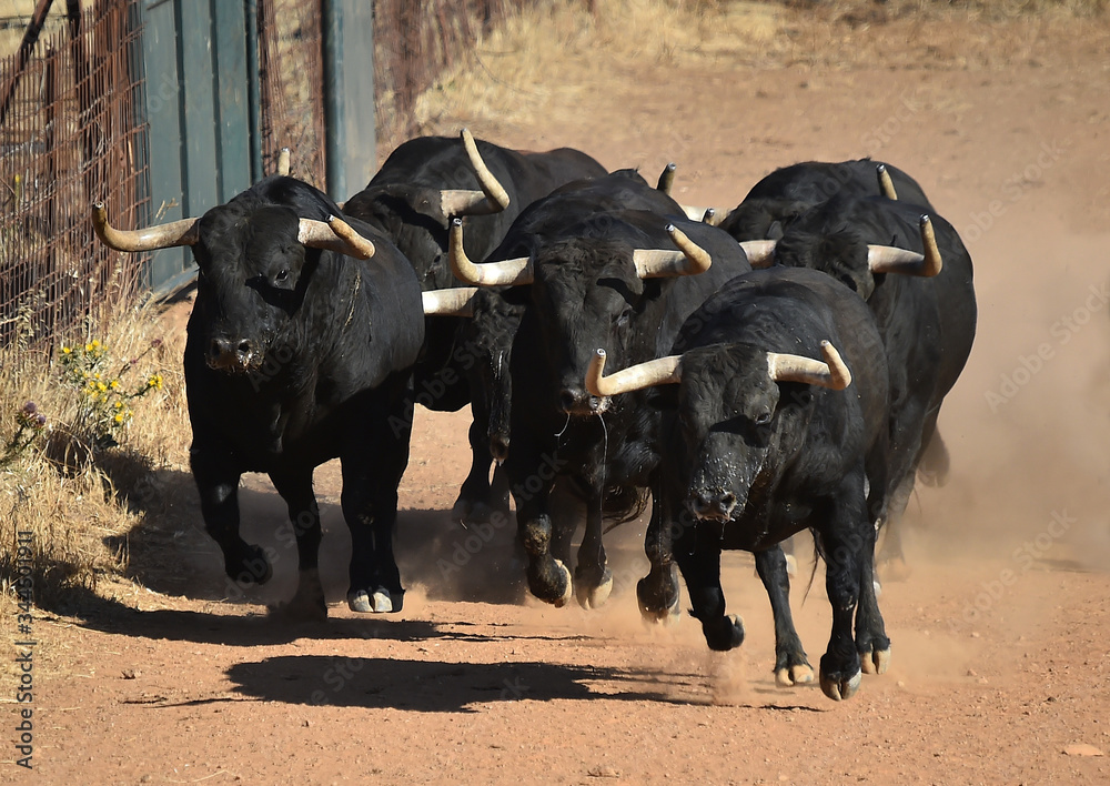 un grupo de toros corriendo en una ganaderia un grupo de toros corriendo en una ganaderia