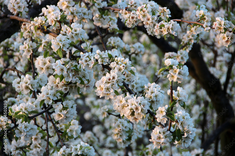Beautiful spring-flowering. Pear blossom. Fruit Trees Bloom In The