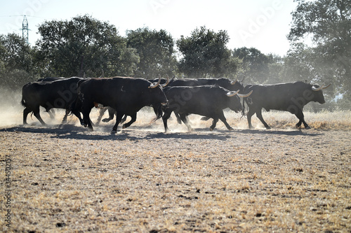 un grupo de toros corriendo en una ganaderia © alberto