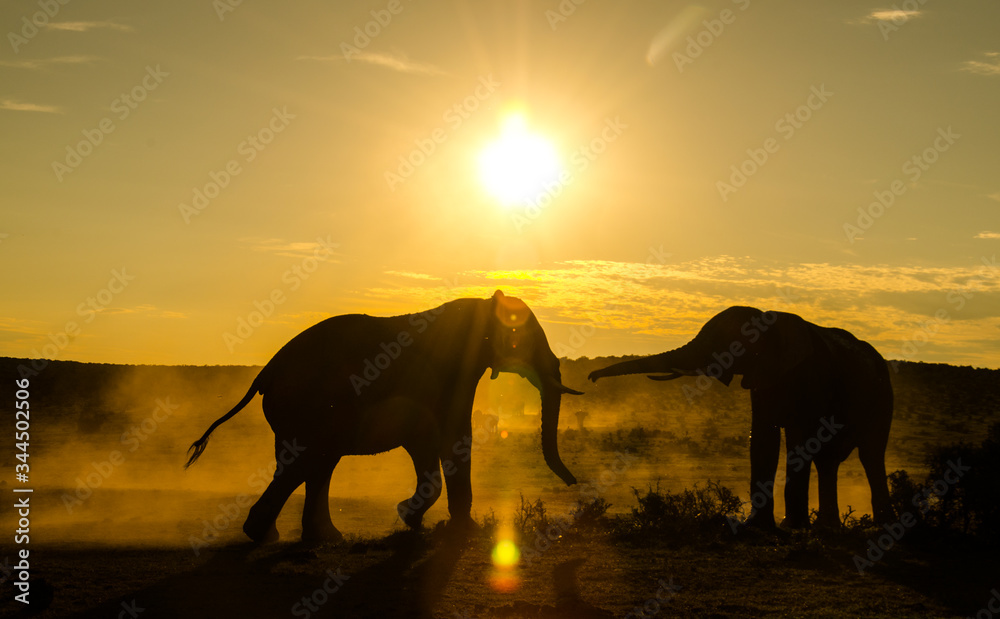 Naklejka premium elephants at sunset