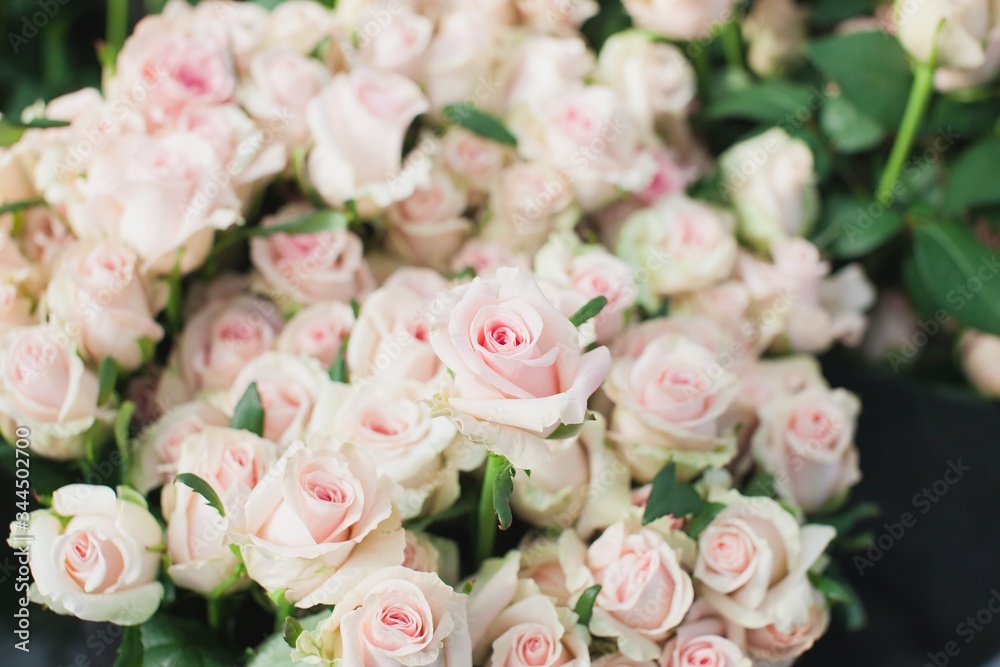 Sweet Dolomiti roses on flowerbed background Sweet Dolomiti roses on flowerbed background