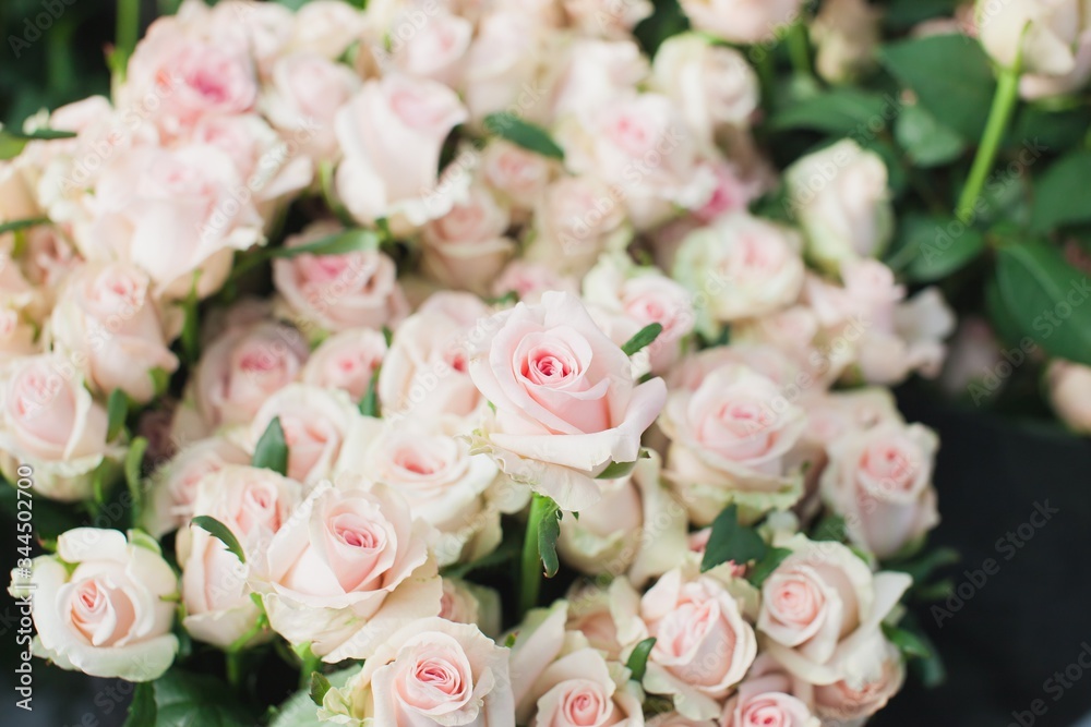 Sweet Dolomiti roses on flowerbed background