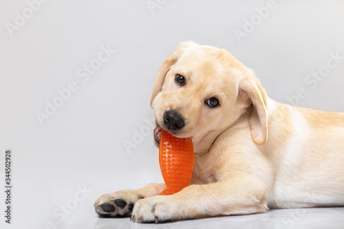 Cute little golden labrador retriever puppy lying on floor merrily biting orange plastic toy. Close up portrait isolated on white. Playful pets, curiosity, pet shop or veterinary clinic commercials