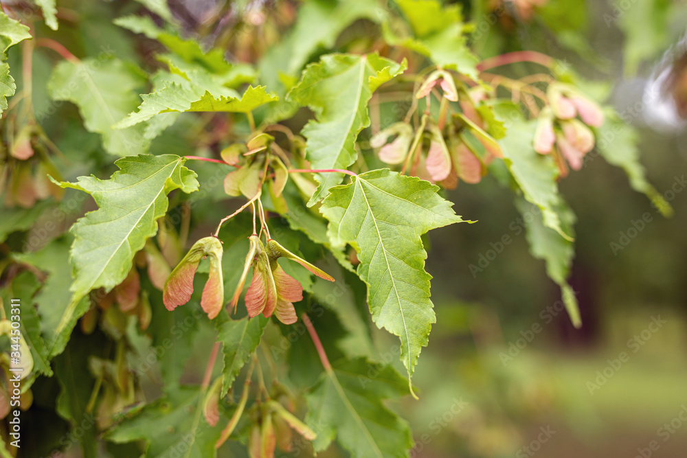 Close up view of acer tataricum or tatar maple leaves and achenes on blurry background. Selected focus. Beauty of nature, amazing treasures around us, protecting wild flora. Background, wallpaper Close up view of acer tataricum or tatar maple leaves and achenes on blurry background. Selected focus. Beauty of nature, amazing treasures around us, protecting wild flora. Background, wallpaper
