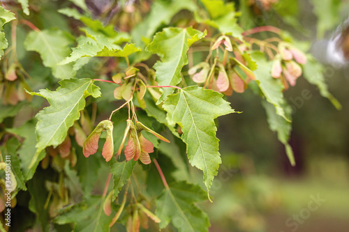 Close up view of acer tataricum or tatar maple leaves and achenes on blurry background. Selected focus. Beauty of nature, amazing treasures around us, protecting wild flora. Background, wallpaper photo