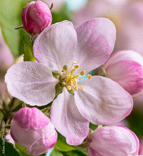 Beautiful Apple Tree Flower Blossom