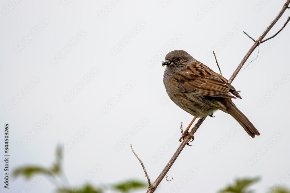 Hedge Accentor (Dunnock) perching on a dead stem near East Grinstead Hedge Accentor (Dunnock) perching on a dead stem near East Grinstead
