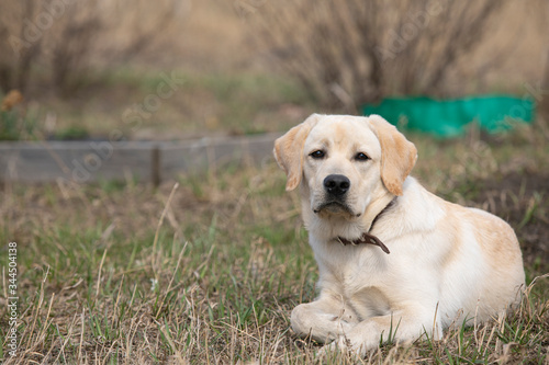 Portrait of yellow labrador retriever dog lying calmly on dry grass outdoors, having rest. Copy space. Dogs, pets, emotions, resttime, friendsheep, breeding, strong and healthy pet, uprising dogs