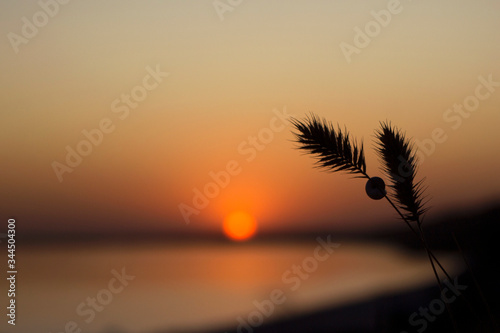Contour of spikelets of grass on a background against a sunset background  Ochakov  Ukraine. Spikelet of grass with a shell on the seashore  summer  evening.