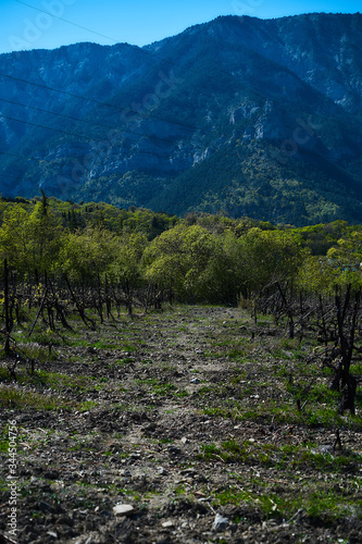 Vineyard fields in early spring, young green branches of grapes. © Nicolaos