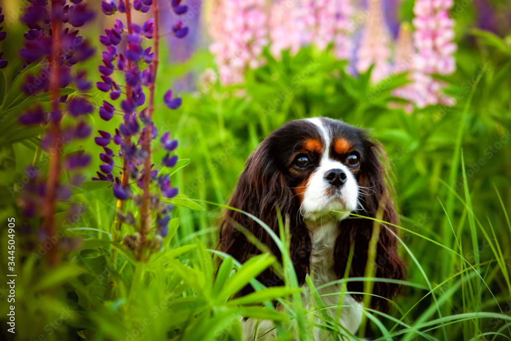 Portrait of a Cavalier king Charles Spaniel dog in a field of purple Lupin flowers Portrait of a Cavalier king Charles Spaniel dog in a field of purple Lupin flowers