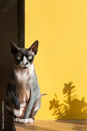Stylish bald cat sits house on the windowsill spoils. Yellow background trending animals. Pet sphynx canadian naked. gray black sphynx egyptian. minimalism interior fashionable look into the frame