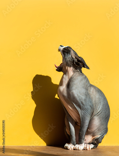 Hairless cat on trend yellow Colour background funny yawns. Stylish Hairless Sphinx Canadian close-up portrait  jaws. Pet feline stylish wrinkled folds modern thoroughbred. naked leather skin sphynks