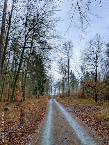 Wet Dirt Road Through Deciduous Forest in Mild Winter, with Leaves and Stones on Ground