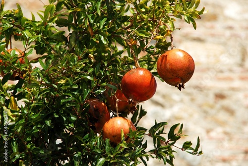 Pomegranate tree with ripe fruit, Benaque, Andalusia, Spain.