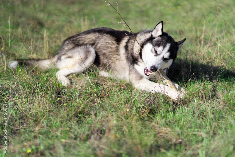 dog of the Siberian Husky breed walks on a green field dog of the Siberian Husky breed walks on a green field