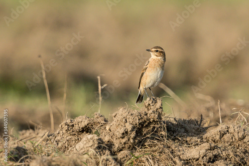 Braunkehlchen photo