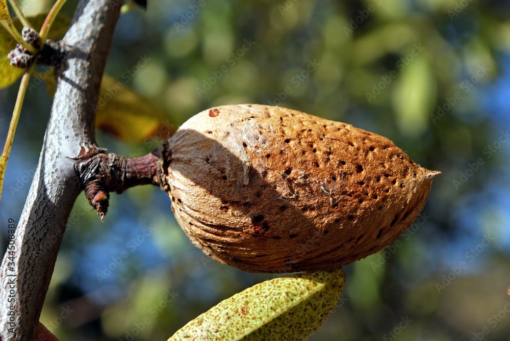 Ripe almond on a tree, Macharaviaya, Andalusia, Spain. Ripe almond on a tree, Macharaviaya, Andalusia, Spain.