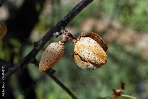 Riupe almonds on a tree after a forest fire, Macharaviaya, Andalusia, Spain. photo
