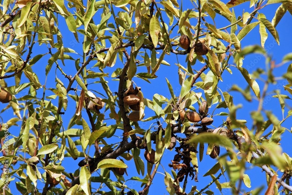 Scorched almonds on a tree after a forest fire, Macharaviaya, Andalusia, Spain. Scorched almonds on a tree after a forest fire, Macharaviaya, Andalusia, Spain.
