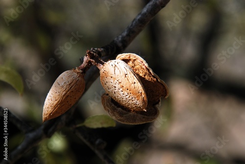 Scorched almonds on a tree after a forest fire, Macharaviaya, Andalusia, Spain. photo