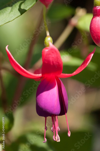 red and purple flower of fuchsia isolated
 photo