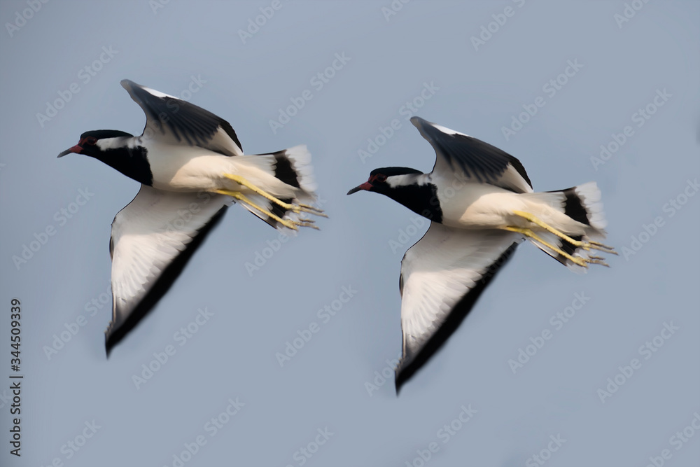 Fototapeta premium Two beautiful birds flying 