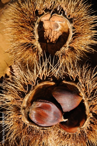 Ripe chestnuts in their pods, Igualeja, Andalusia, Spain. photo