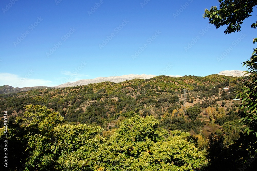 Forest of chestnut trees in the mountains, Igualeja, Andalusia, Spain.