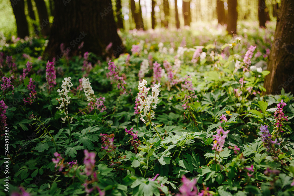 Obraz premium Corydalis cava early spring wild forest flowers in bloom, white violet purple flowering ground beautiful small plants with green leaves