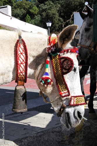 Horse with a bell around its neck, Juzcar, Andalusia, Spain. photo