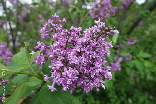 Close view of panicle of double flowers of lilac in May