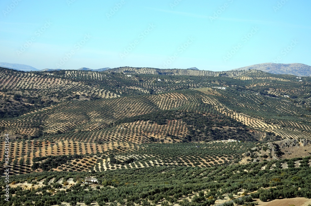 Elevated view across olive groves and the countryside, Algarinejo, Andalusia, Spain.